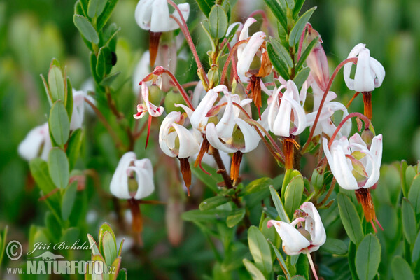 Kľukva (Vaccinium macrocarpon)