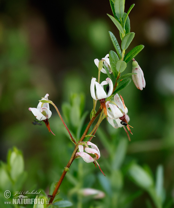 Kľukva (Vaccinium macrocarpon)