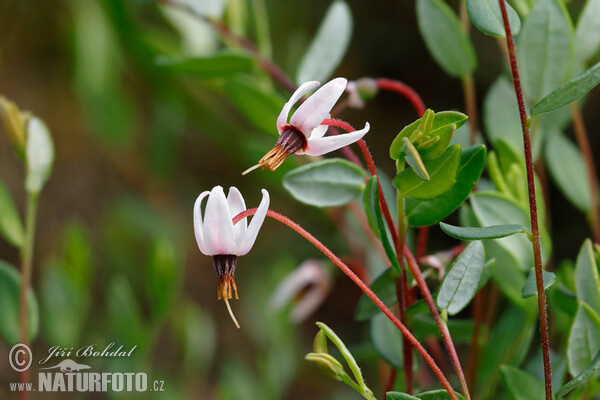 Kľukva močiarna (Vaccinium oxycoccos)