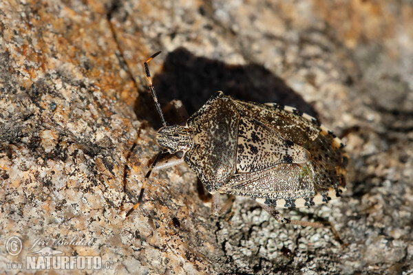 Kněžice mlhovitá (Raphigaster nebulosa)