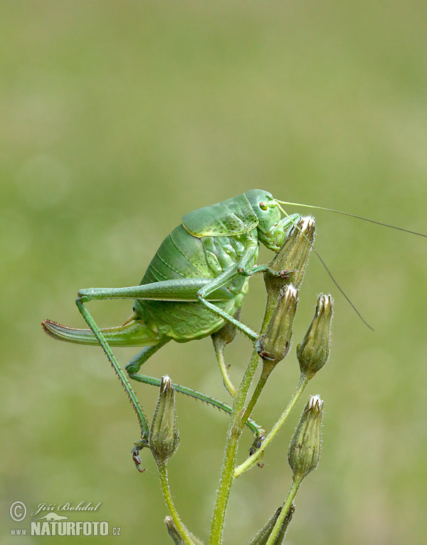 Kobylka (Polysarcus denticauda)