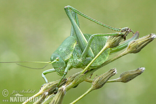 Kobylka (Polysarcus denticauda)