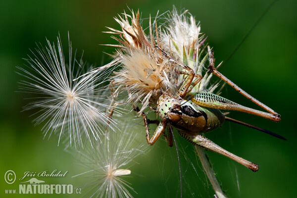 Kobylka (Eupholidoptera schmidti)