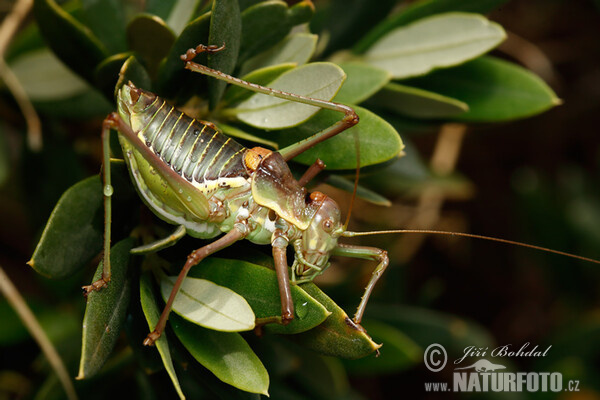 Kobylka (Ephippiger sp.)