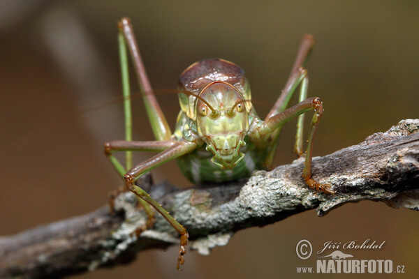 Kobylka (Ephippiger sp.)