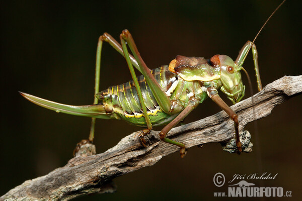 Kobylka (Ephippiger sp.)