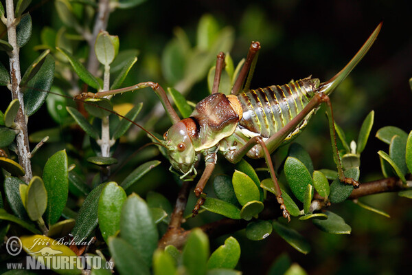 Kobylka (Ephippiger sp.)