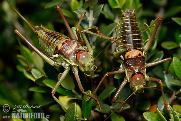 Kobylka (Ephippiger sp.)