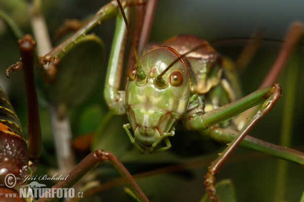 Kobylka (Ephippiger sp.)