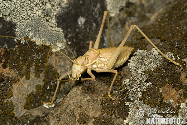 Kobylka (Tettigoniidae)