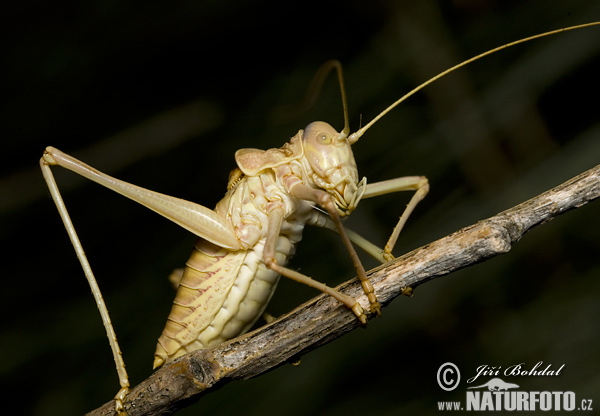 Kobylka (Tettigoniidae)