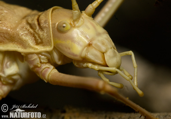 Kobylka (Tettigoniidae)