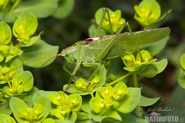 Kobylka zelená (Tettigonia viridissima)