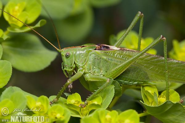 Kobylka zelená (Tettigonia viridissima)