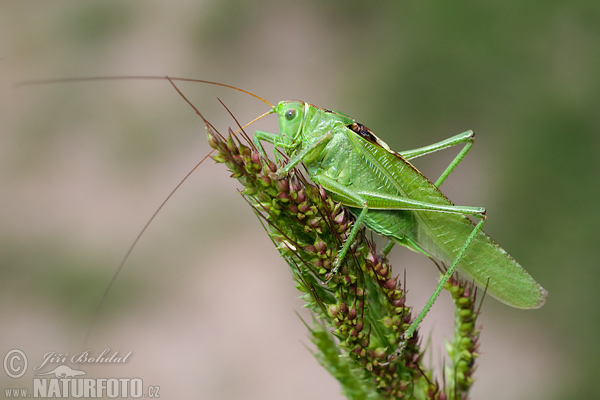 Kobylka zelená (Tettigonia viridissima)