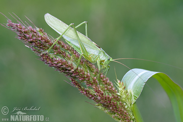 Kobylka zelená (Tettigonia viridissima)