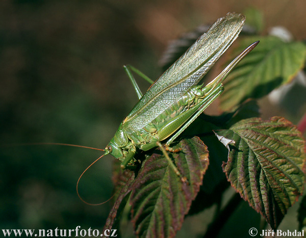 Kobylka zelená (Tettigonia viridissima)