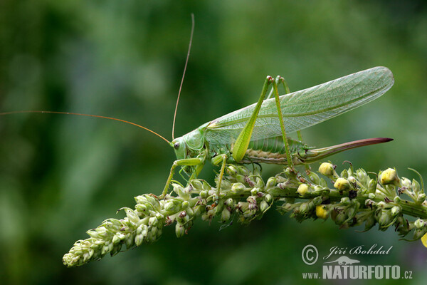 Kobylka zelená (Tettigonia viridissima)