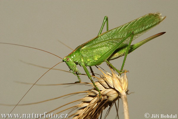 Kobylka zelená (Tettigonia viridissima)