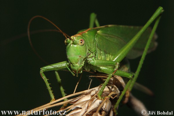 Kobylka zelená (Tettigonia viridissima)