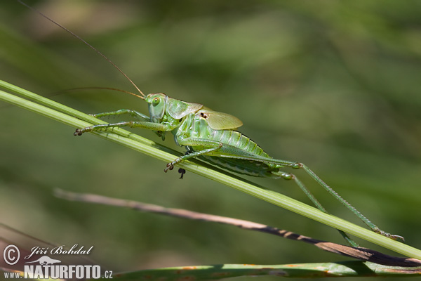 Kobylka zelená (Tettigonia viridissima)