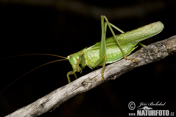 Kobylka zelená (Tettigonia viridissima)