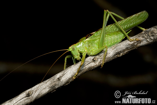 Kobylka zelená (Tettigonia viridissima)