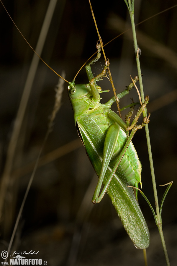 Kobylka zelená (Tettigonia viridissima)