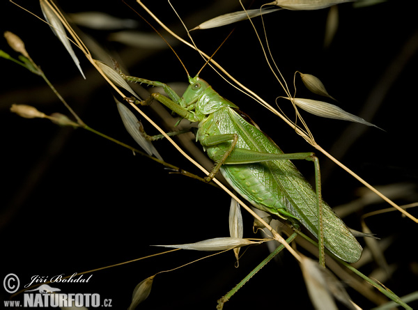 Kobylka zelená (Tettigonia viridissima)