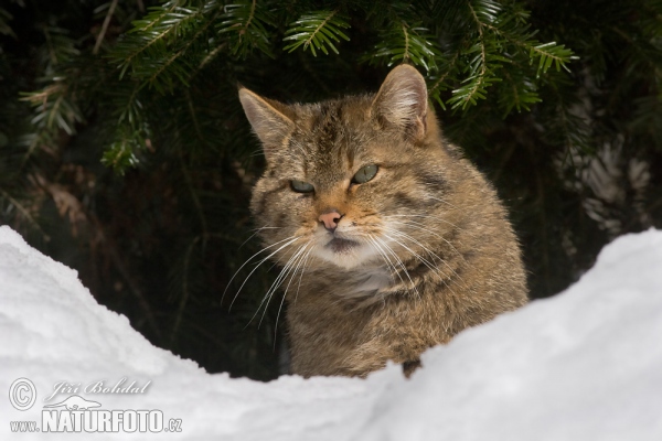 Kočka divoká (Felis silvestris)