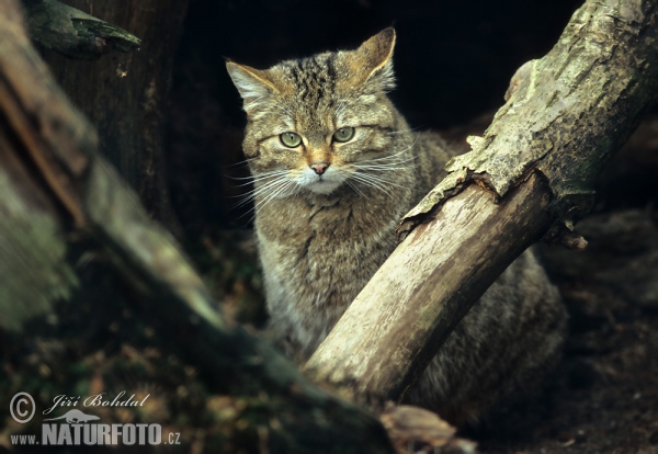 Kočka divoká (Felis silvestris)