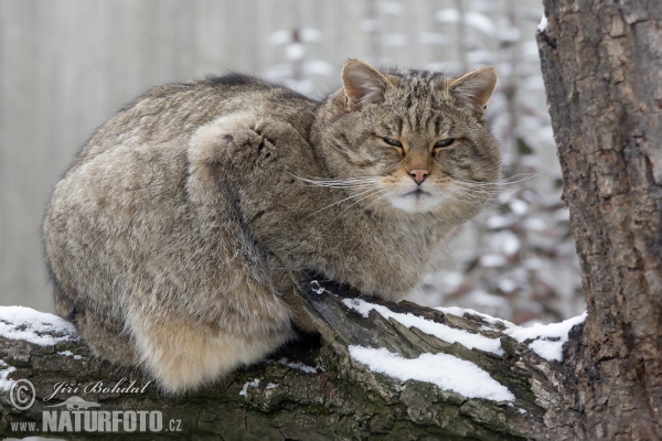 Kočka divoká (Felis silvestris)