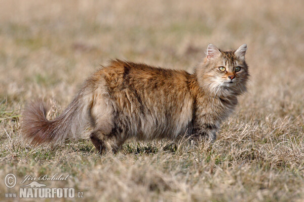 Kočka domácí (Felis silvestris, f. catus)