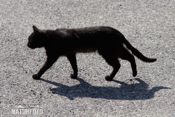 Kočka domácí (Felis silvestris, f. catus)