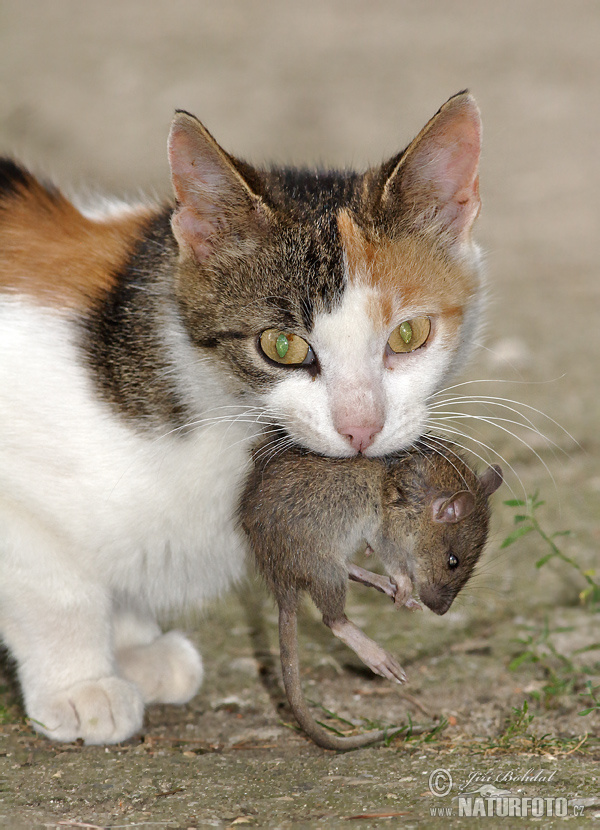 Kočka domácí (Felis silvestris, f. catus)