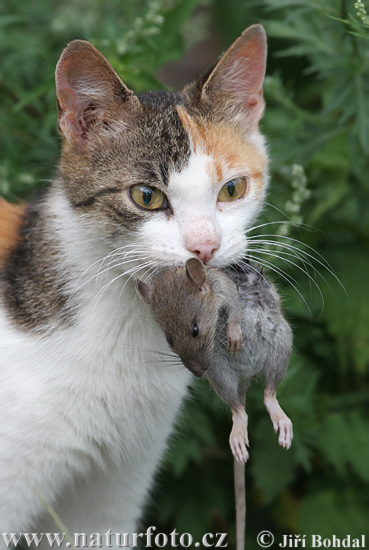 Kočka domácí (Felis silvestris, f. catus)