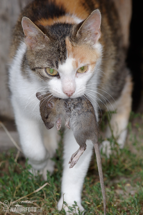 Kočka domácí (Felis silvestris, f. catus)