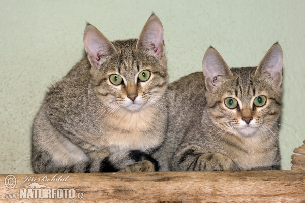 Kočka plavá arabská (Felis silvestris gordoni)