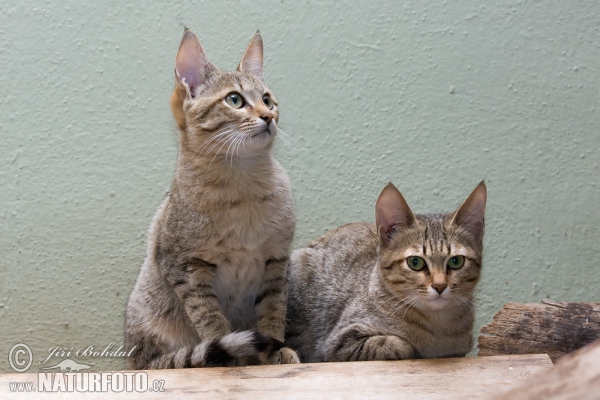 Kočka plavá arabská (Felis silvestris gordoni)