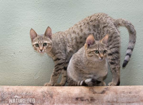 Kočka plavá arabská (Felis silvestris gordoni)