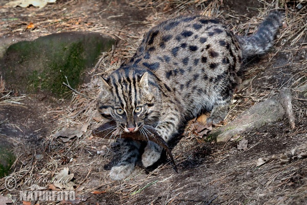 Kočka rybářská (Prionailurus viverrinus)