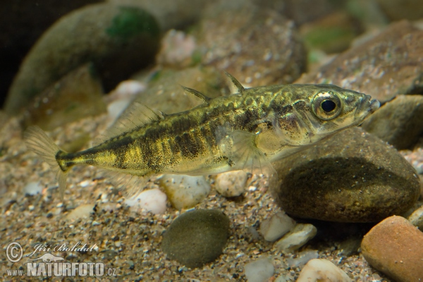 Koljuška tříostná (Gasterosteus aculeatus)