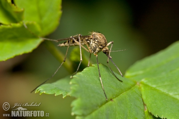 Komár (Culex sp.)