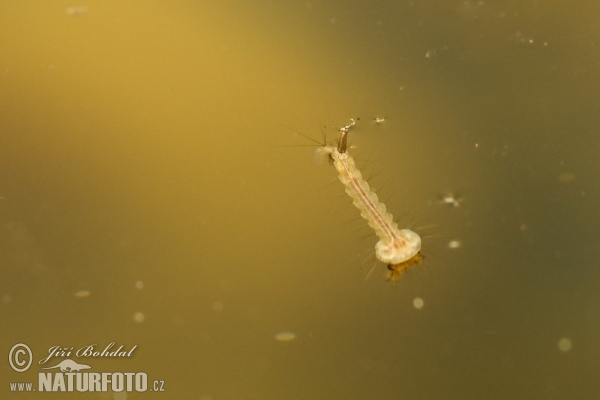 Komár - larva (Culex sp.)