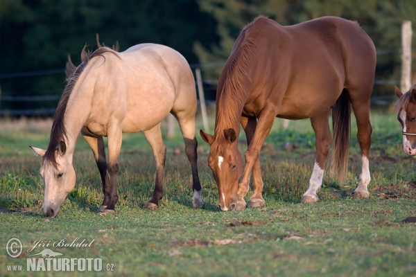 Koň (Equus caballus)