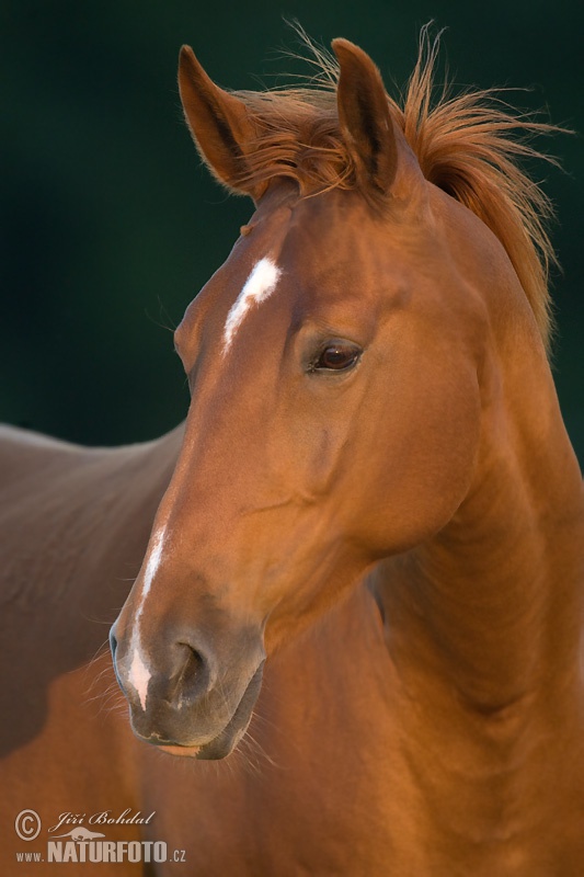 Koň (Equus caballus)