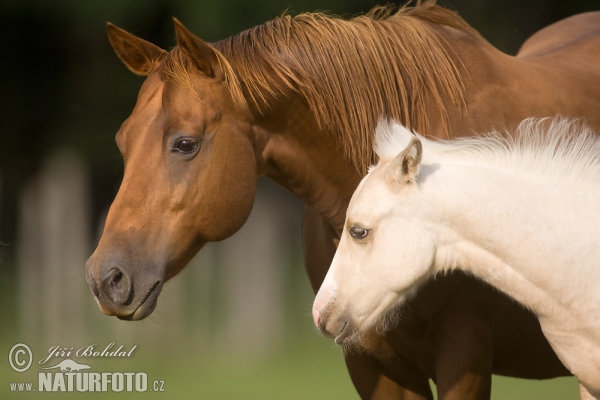 Koň (Equus caballus)