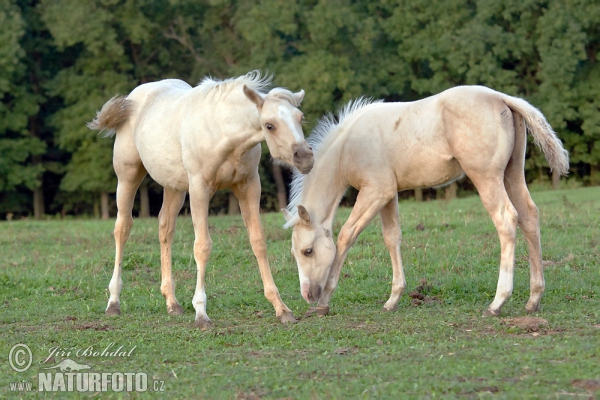 Koň (Equus caballus)