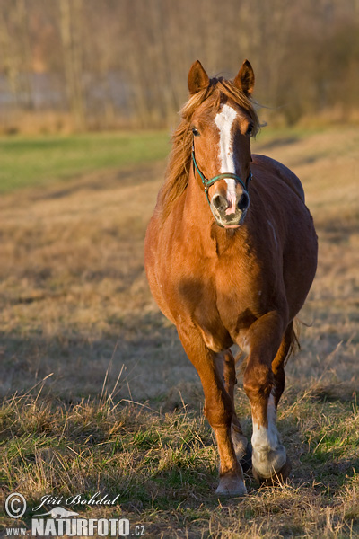 Koň (Equus caballus)