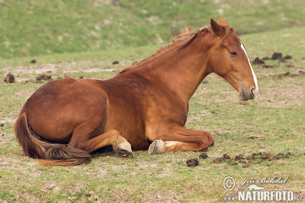 Koň (Equus caballus)